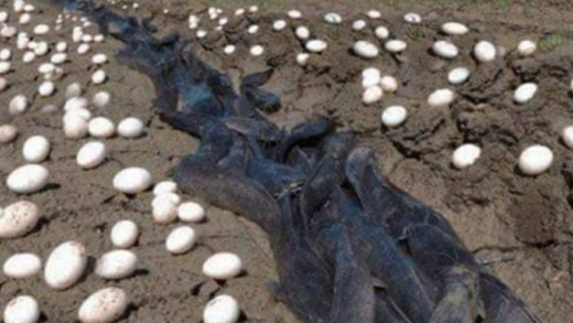 farmer-finds-hundreds-of-strange-eggs-in-his-crops-–-but-when-they-hatch,-he-bursts-into-tears