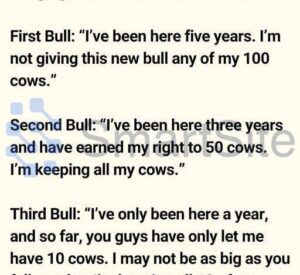 three-bulls-on-the-ranch