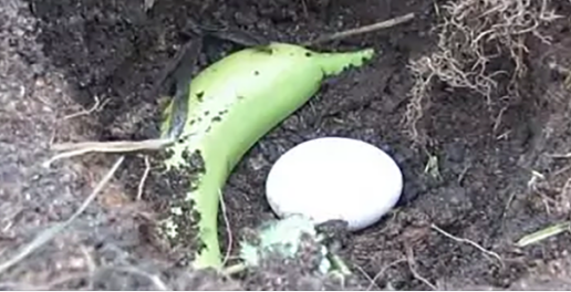 he-dug-a-hole-in-the-ground-and-put-a-banana-and-a-raw-egg-in-it.-it-seems-strange-what-he-does,-but-the-result-is-incredible!