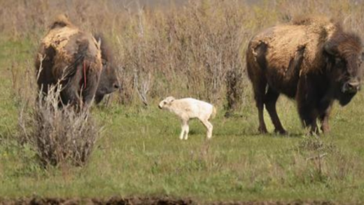 extremely-rare,-1-in-10-million-white-bison-born-at-yellowstone