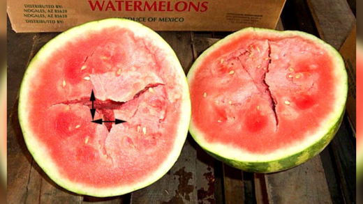 if-a-watermelon-has-cracks-inside-when-it-is-opened-…-do-not-eat!