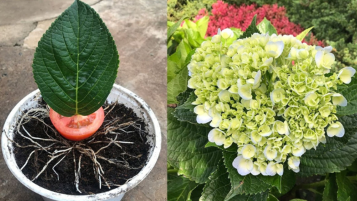 hydrangeas-–-the-florist’s-secret-to-abundant-flowering-and-strong,-shiny-leaves