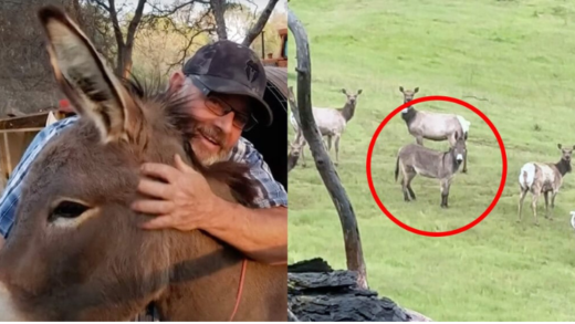 pet-donkey-was-thought-to-be-gone-—-5-years-later-he’s-discovered-alive-with-unexpected-new-family