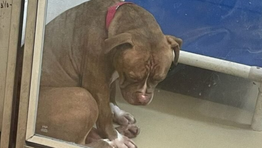 desperate-hope:-shelter-pit-bull-clings-to-dreams-despite-failed-adoption