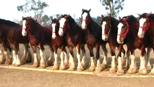 he-tells-11-horses-to-line-up,-now-watch-the-one-in-the-middle-—-wow