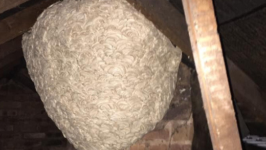 man-thinks-he-found-“hornets”-nest-in-attic-–-turns-pale-when-he-realizes-what’s-inside