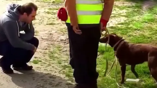 dog-didn’t-recognize-her-dad-after-being-lost-for-3-years,-then-dad-crouched