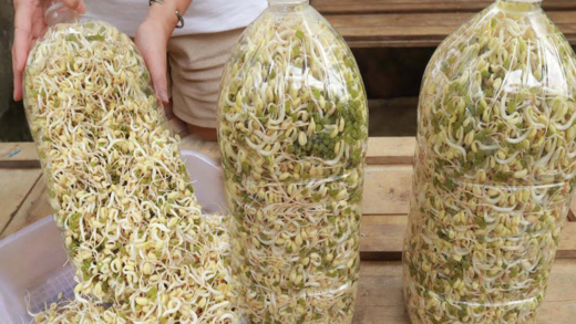 growing-plump,-white-bean-sprouts-at-home-using-plastic-bottles:-a-simple-diy-guide