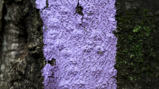 if-you-see-a-purple-fence-post,-you-need-to-know-what-it-means