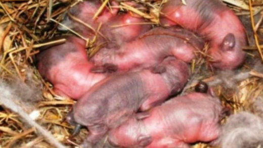 farmer-found-newborn-“puppies”-in-a-field:-after-a-while-it-dawned-on-him-that-they-are-not-puppies!