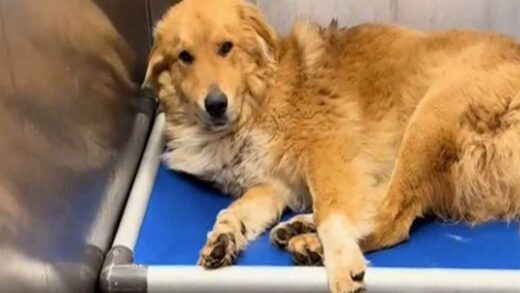 rescue-finds-shelter-dog-being-“eaten-alive”-and-provides-him-the-medical-care-he-needs.