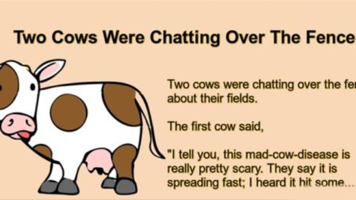 two-cows-were-chatting-over-the-fence.