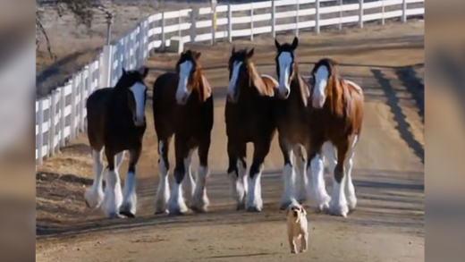 clydesdale-horses-rescue-their-puppy-in-heartwarming-super-bowl-ad-that-has-everyone-in-tears