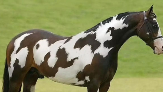 only-those-with-high-iqs-will-spot-the-second-horse-in-this-head-scratching-optical-illusion