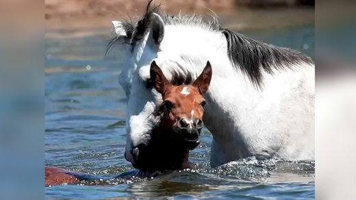 (video)filly-drowning-in-a-river-is-rescued-by-heroic-wild-stallion