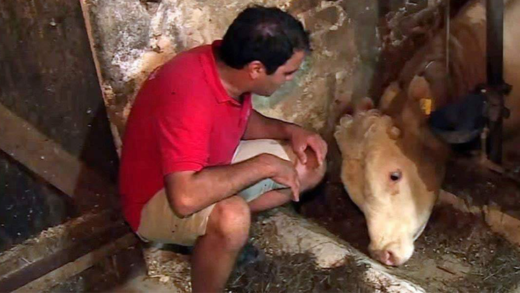 bull-was-chained-up-his-whole-life-–-now-watch-when-this-animal-hero-cuts-the-lock