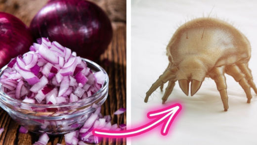 say-goodbye-to-dust-mites-forever-with-these-simple-tricks-using-red-onions
