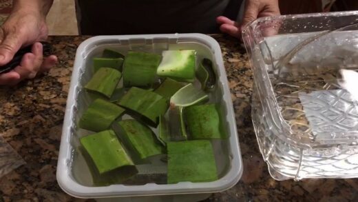 how-to-prepare-aloe-leaves-for-edible-use-and-freezing
