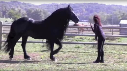 this-woman-calls-for-the-horse-–-his-next-move-took-my-breath-away