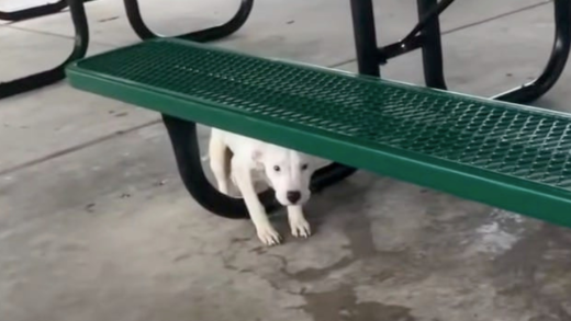 puppy-was-left-tied-to-park-picnic-table-in-the-rain-—-rescuers-save-him