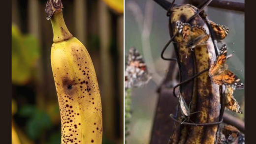 unlocking-the-benefits-of-hanging-an-overripe-banana-in-your-garden
