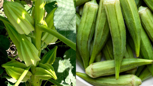 unlock-the-secret-to-silky,-straight-hair-with-okra:-a-natural-keratin-treatment