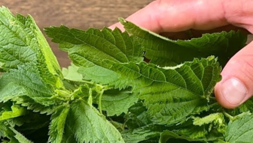 the-unsung-hero-in-your-garden:-discover-the-power-of-nettle